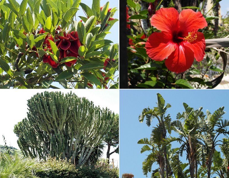 Flora.jpg - La flora di Ischia è bellissima e molto particolare