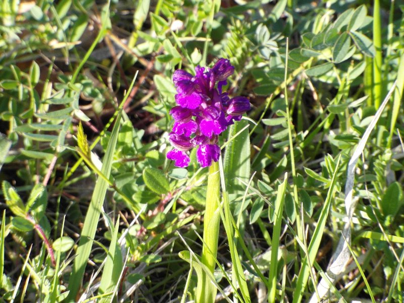 SAM_0772.JPG - .. ed una bellissima orchidea di montagna ..