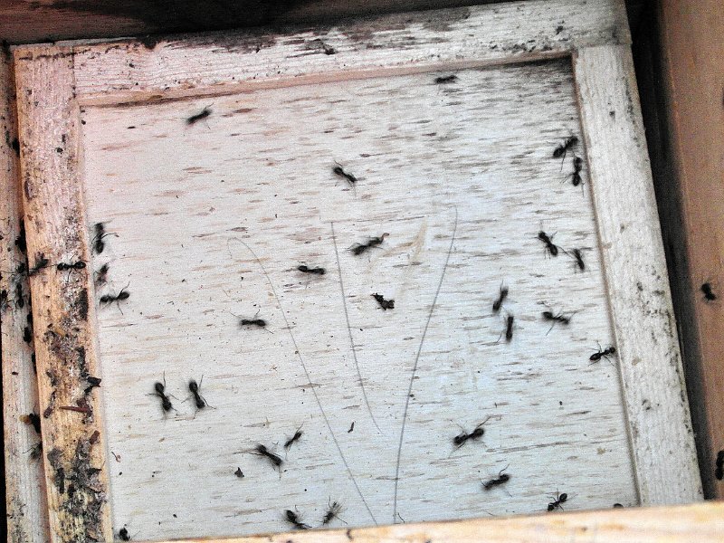 SAM_0779.jpg - .. all'interno dei ripiani di legno dove vivono le formiche ..
